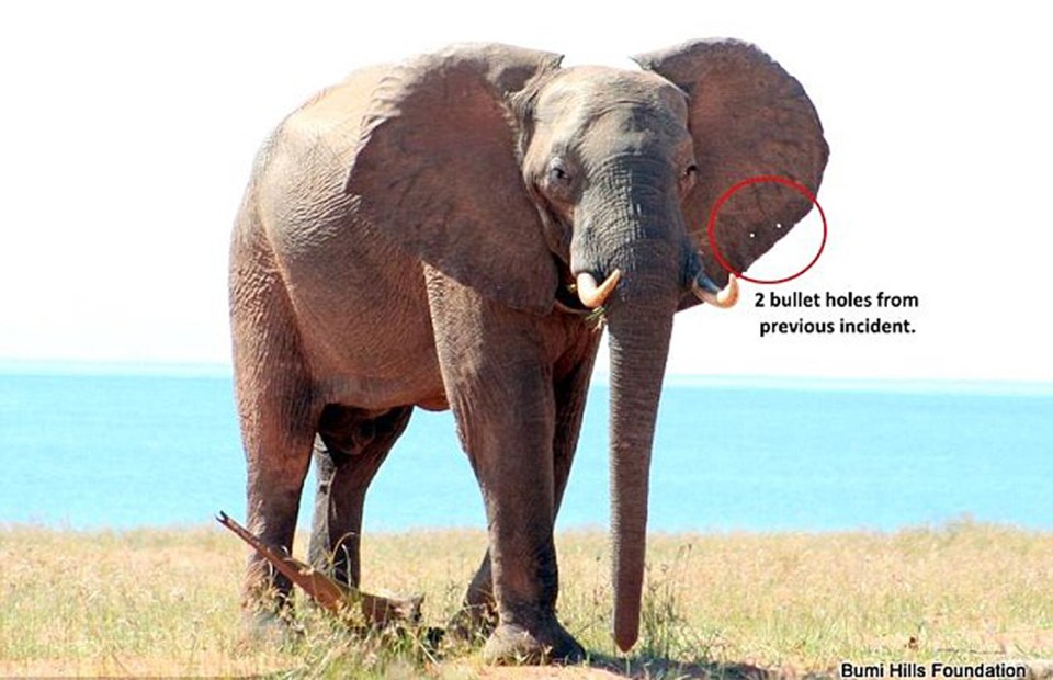 Elephant