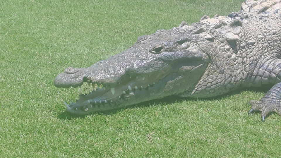 Alligator Golf Course Mexico