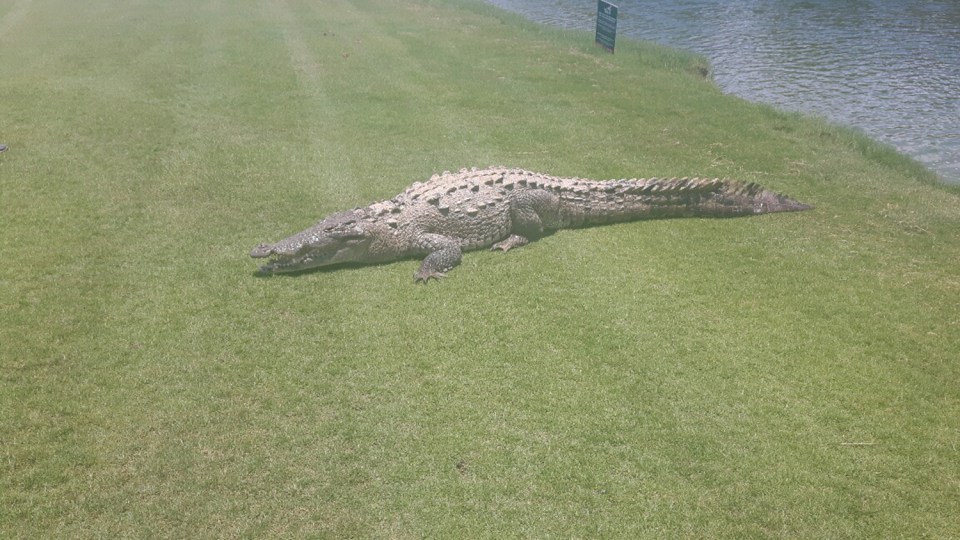 Alligator Golf Course Mexico