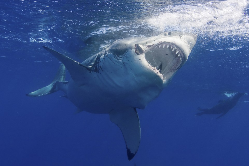 David Doreen Collyer shark attack