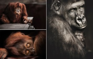 Animal emotions