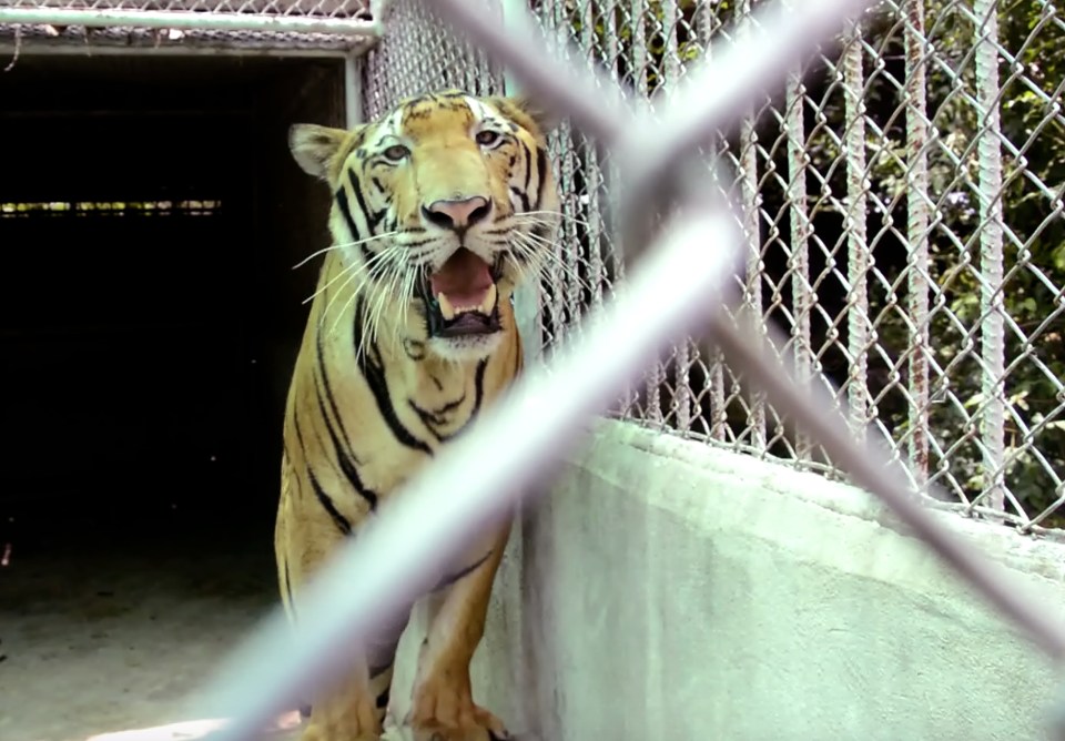 Tiger Temple Thailand