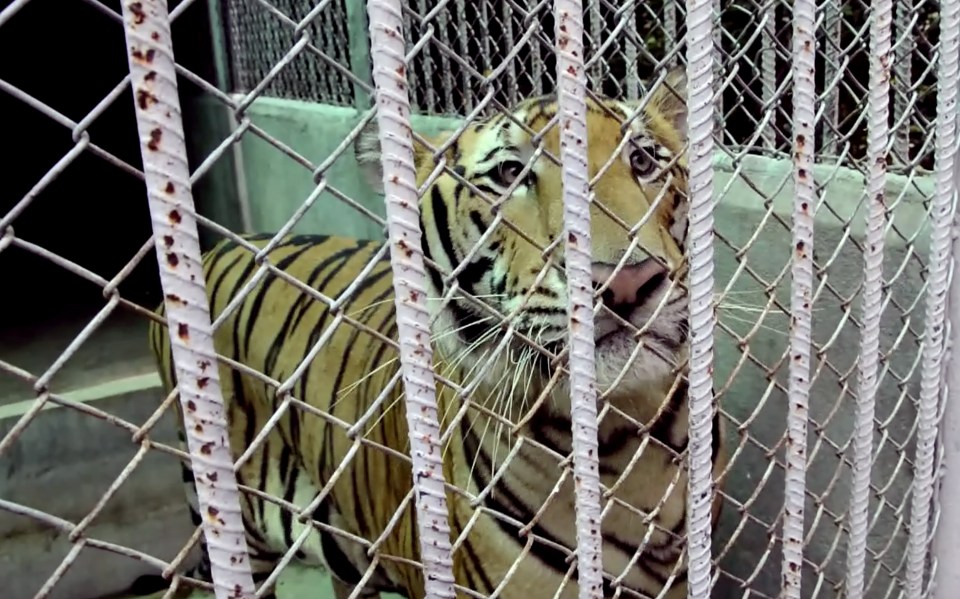 Tiger Temple Thailand