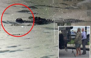 Disturbing pic shows 8ft maneating alligator with a HUMAN BODY in its mouth