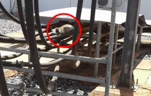 Monkey costs country billions after causing a NATIONWIDE blackout when it wandered into power plant