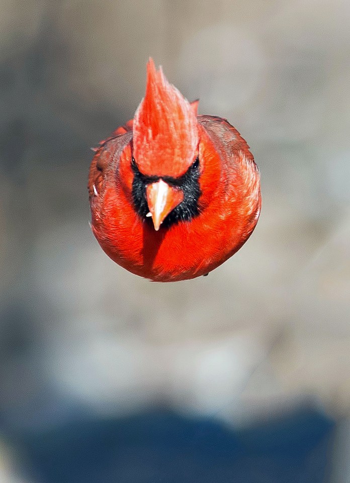 This chance picture taken in a New Jersey back yard caught the bird, which is a canny likeness for the bird from hit game Angry Birds