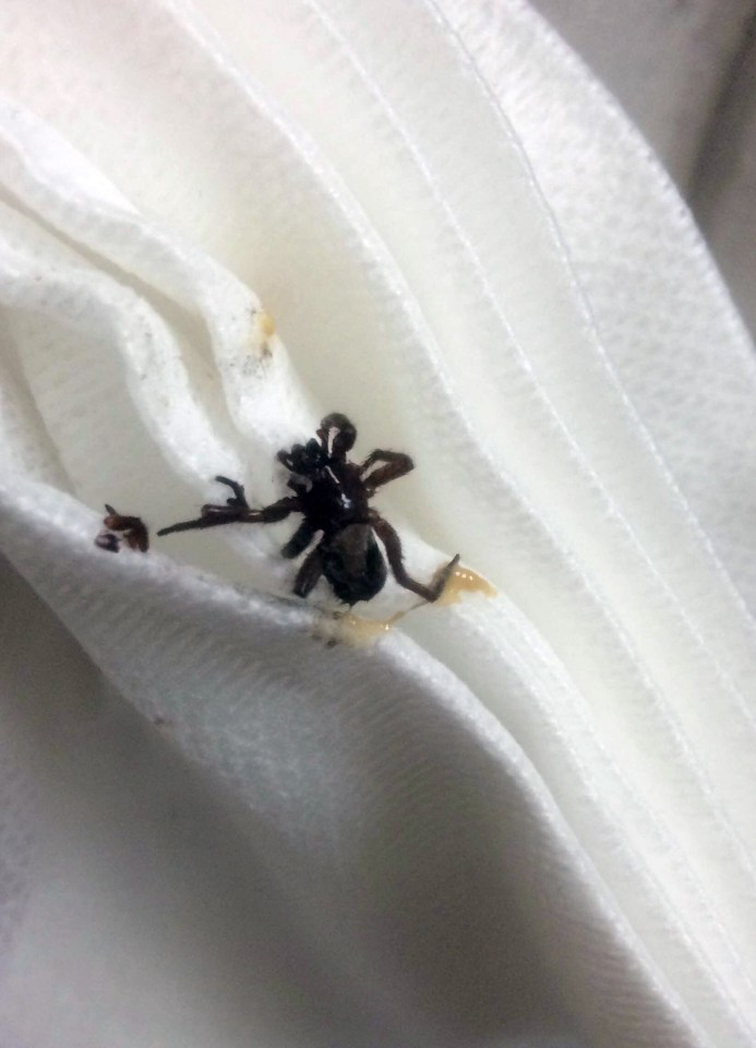 mum finds spider in her ear