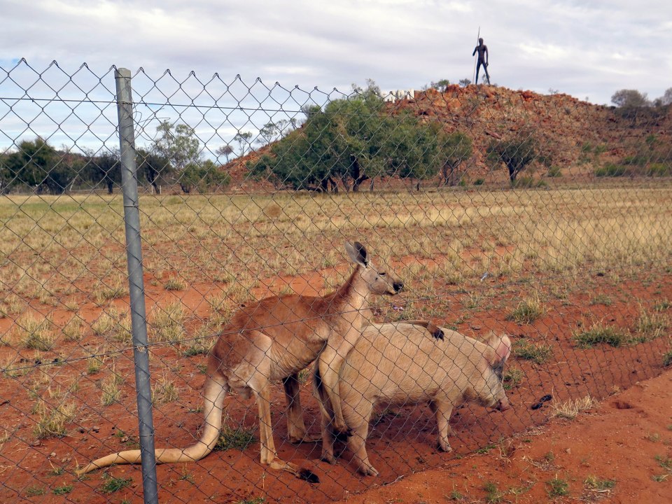 Kangaroo and Pig love