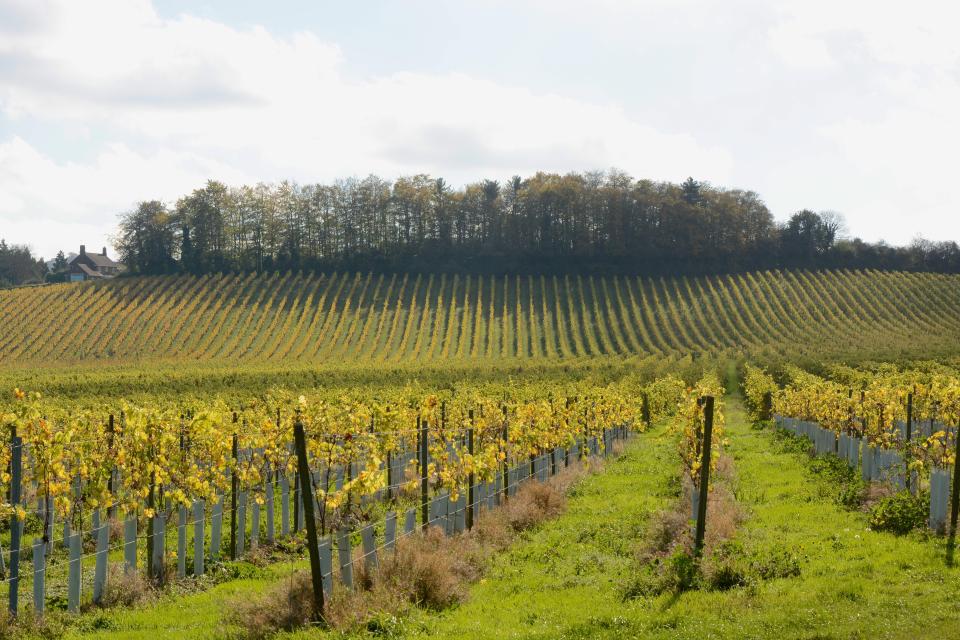 English vineyard in Autumn (Fall). Surrey. England