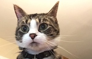 Woman gets message that someone's hacking her laptop... and it turns out to be her CAT