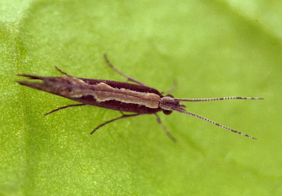 Super-pest moth population