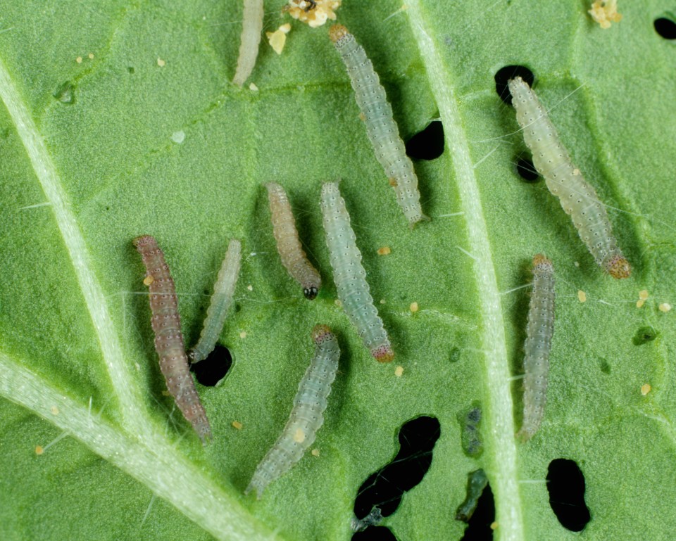 Caterpillars of the diamondback moth (Plutella xylostella) on a damaged cabbage leaf