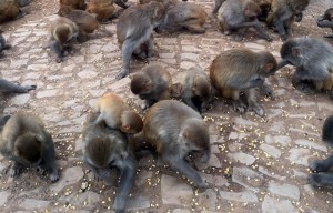 Rampaging macaques raid homes of villagers after being lured down from mountain as tourist attraction