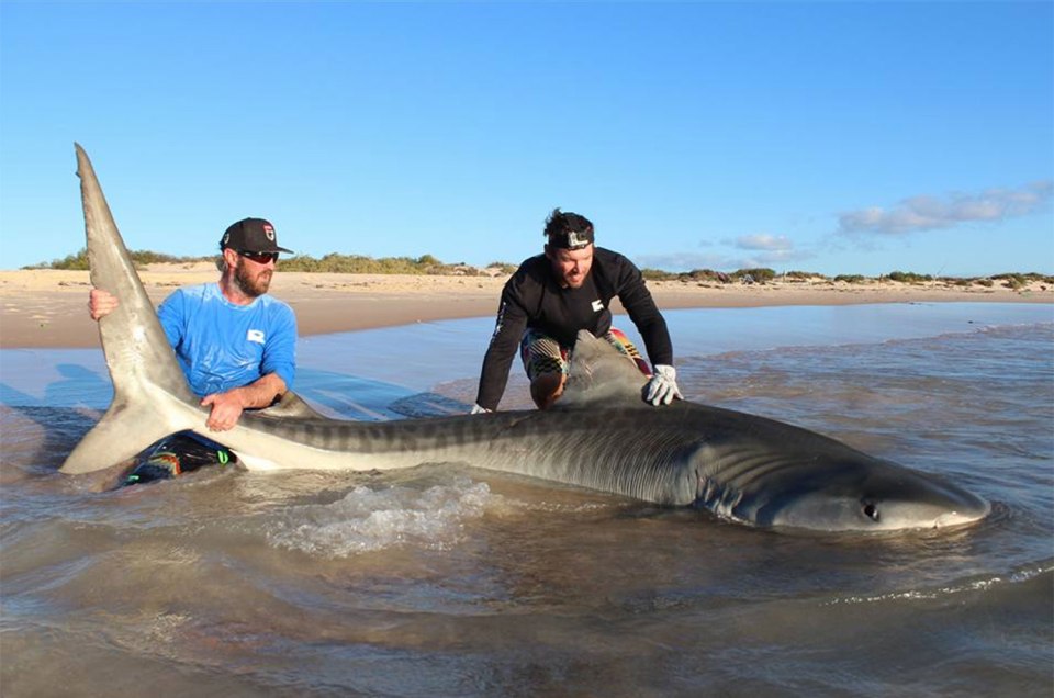 Shark fishing trip
