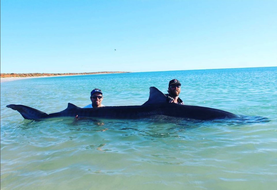 Shark fishing trip