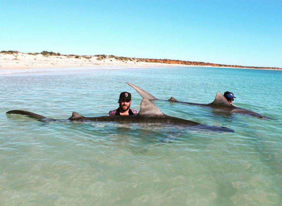 shark fishing trip