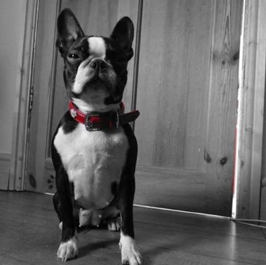 It is not yet known whether Spencer's pet dog Lucky survived the attack