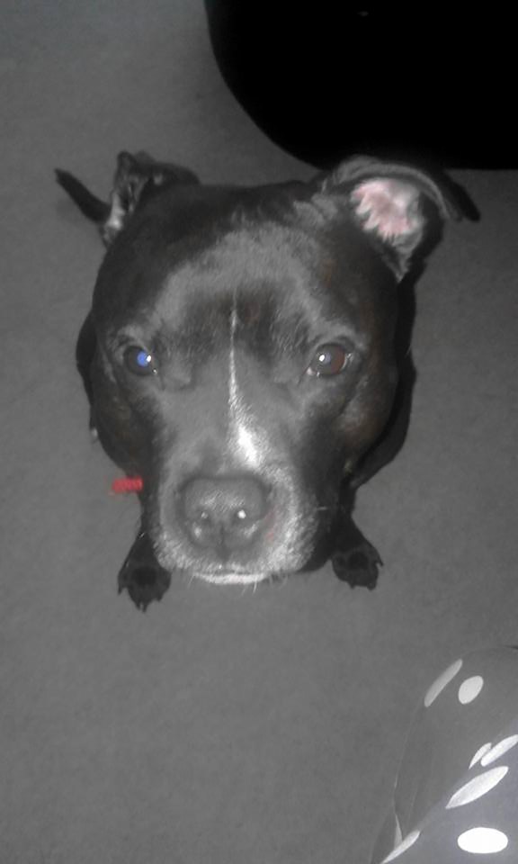 Jade's pet dog was also killed during the attack at their family home on Monday