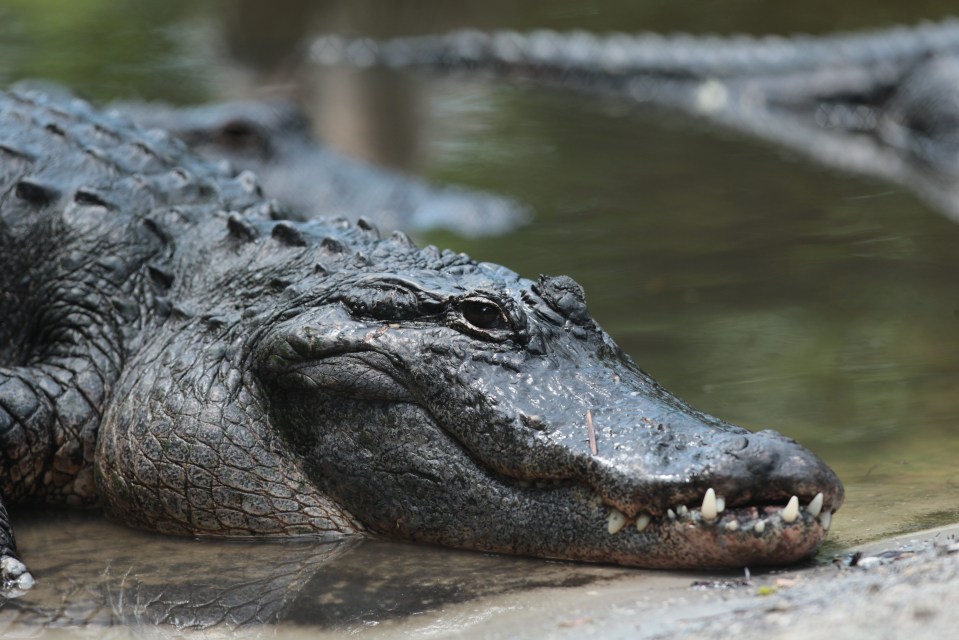 The body of a two-year-old Nebraska boy June 15,2016 who was snatched off a Walt Disney World beach by an alligator and dragged underwater has been recovered intact