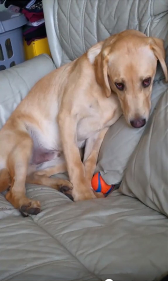 Dog drugged 