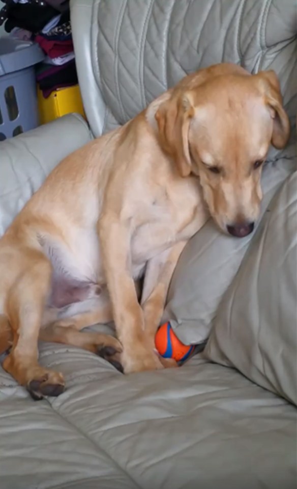 Dog drugged 