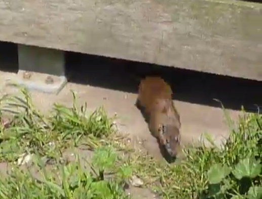 Locals have blamed the estate managers for not doing enough to get rid of the rats