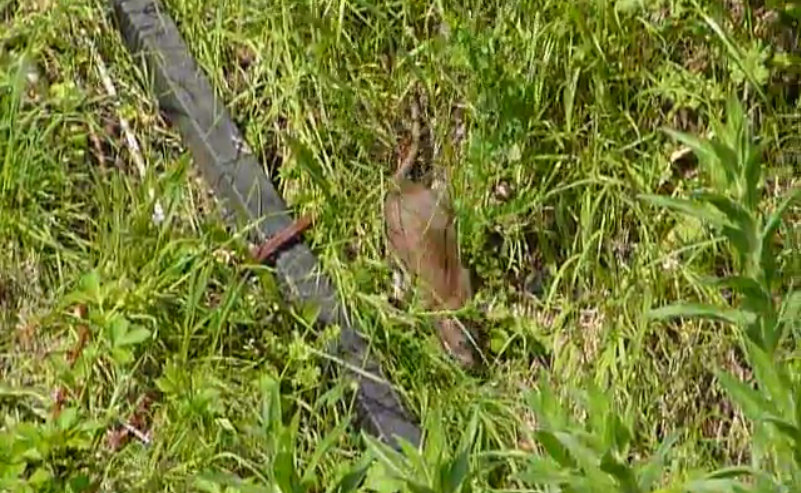 Residents are scared to take out rubbish as the rats jump out at them