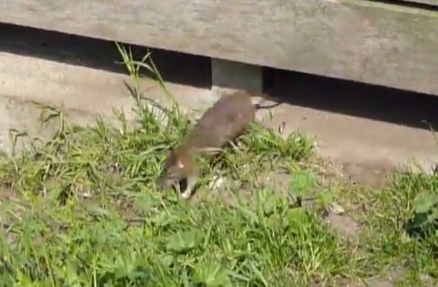 Rats have been creeping closer and closer to the eco-community