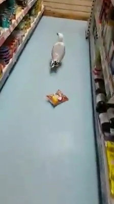 Seagull shoplifter