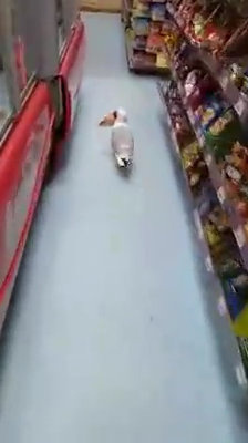 Seagull shoplifter