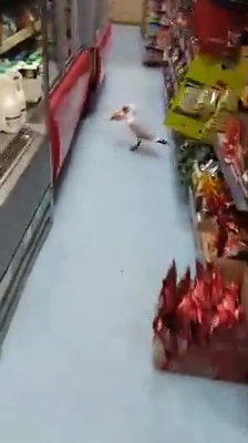 Seagull shoplifter