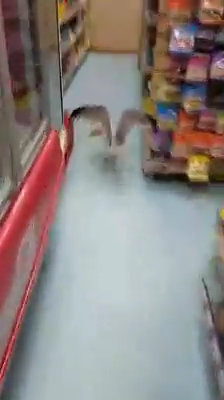 Seagull shoplifter
