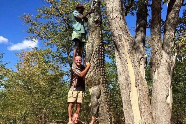 Crocodile Tree Zimbabwe Australia