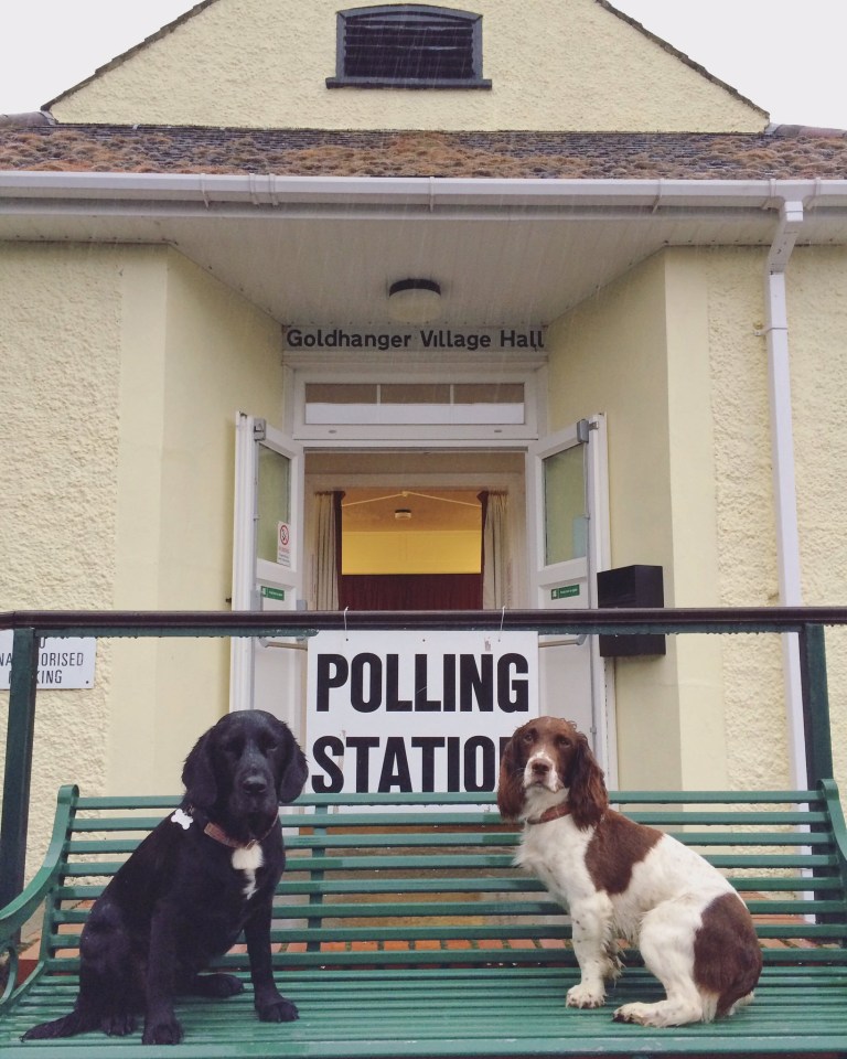 Dogs at Goldhanger, Essex polling station this morning