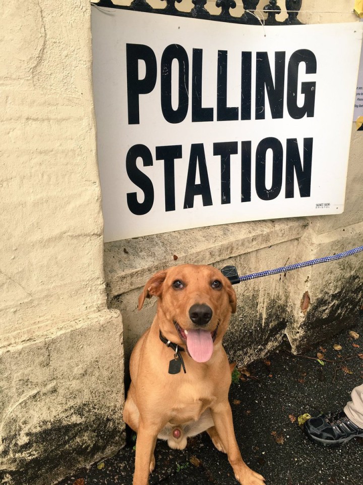 Camden, London, was also inundated with excited pooches