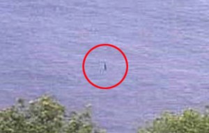 Man claims he's caught the Loch Ness Monster on his webcam… from 4,000 miles away