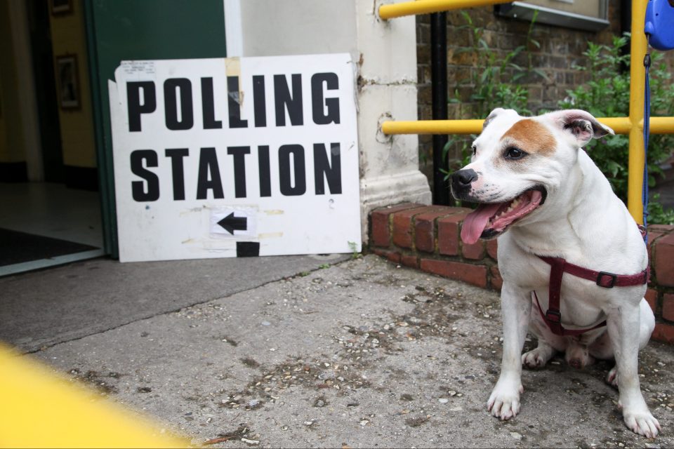 This dog waits happily outside as his owner casts their vote