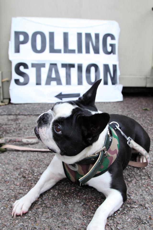This bulldog does his best to instil some national pride in Harringay, North London