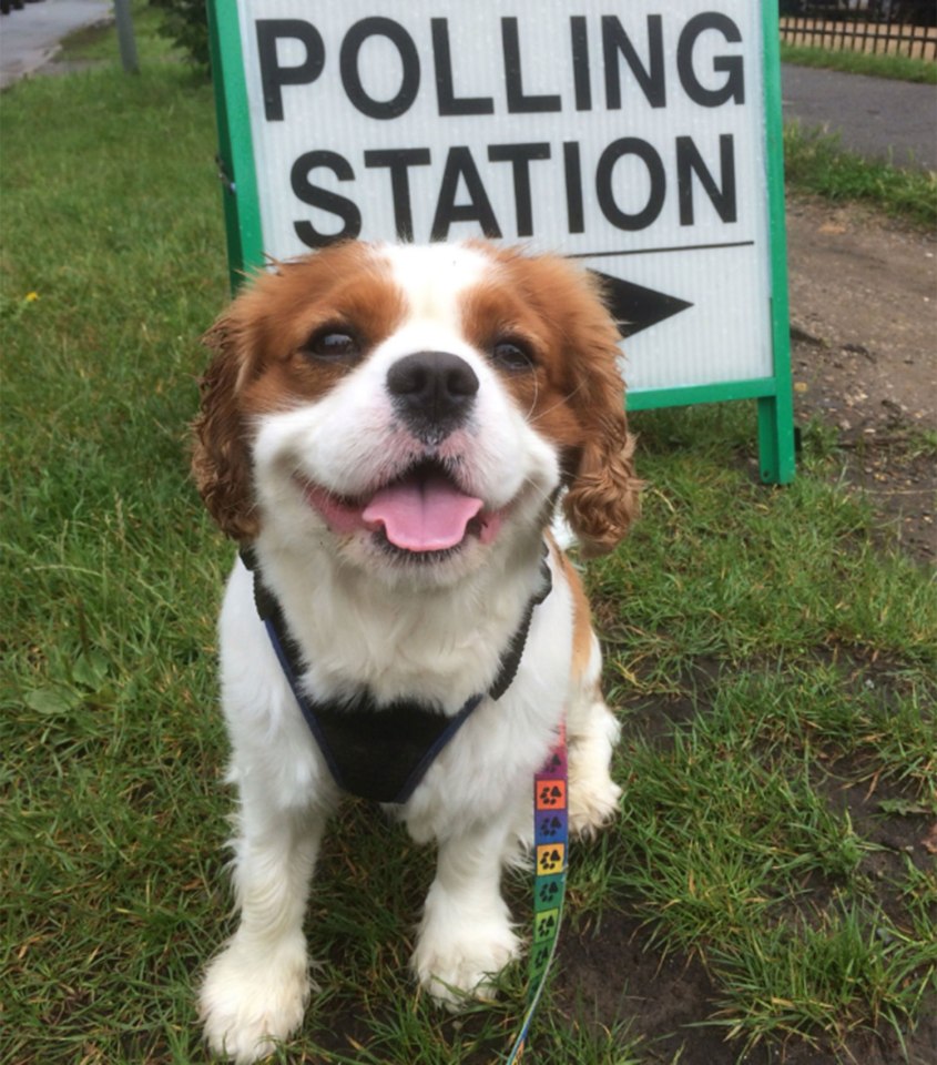 Despite the gray weather, most canines looked ecstatic to be involved