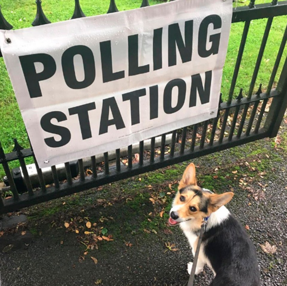 Brynn the corgi backed Brexit, apparently