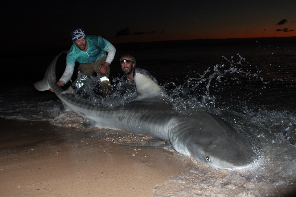 Jet and Josh specially select where they go fishing and work hard to make sure the animals don't suffer too much stress