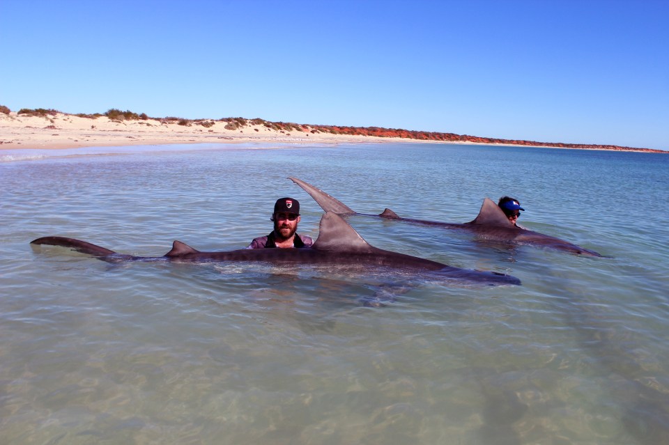 Jet and Josh specially select where they go fishing and work hard to make sure the animals don't suffer too much stress