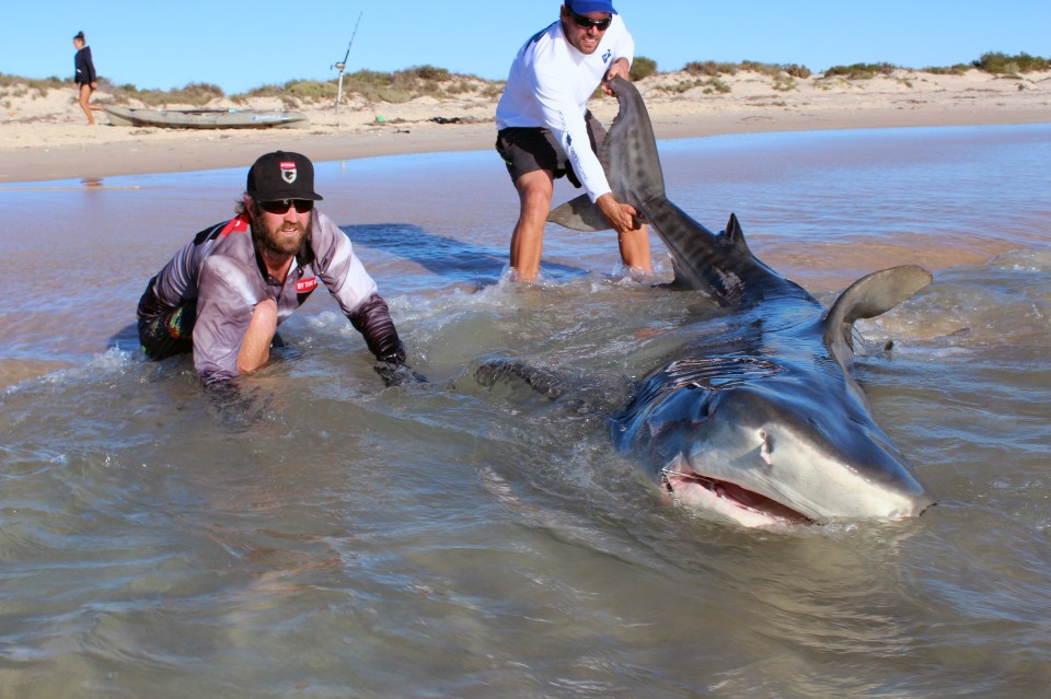 Jethro 'Jet' and Josh, from Esperance, Western Australia, baited lines 300 feet from the beach and waited for the massive predators to take a bite