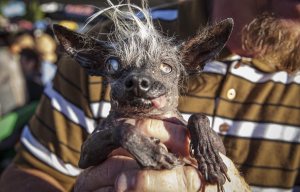 The World's Ugliest Dog Competition shows every pup has it's day as mangy mutt wins beauty contest
