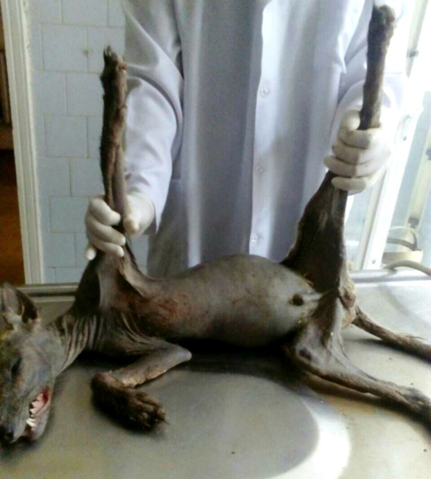 Chupacabra