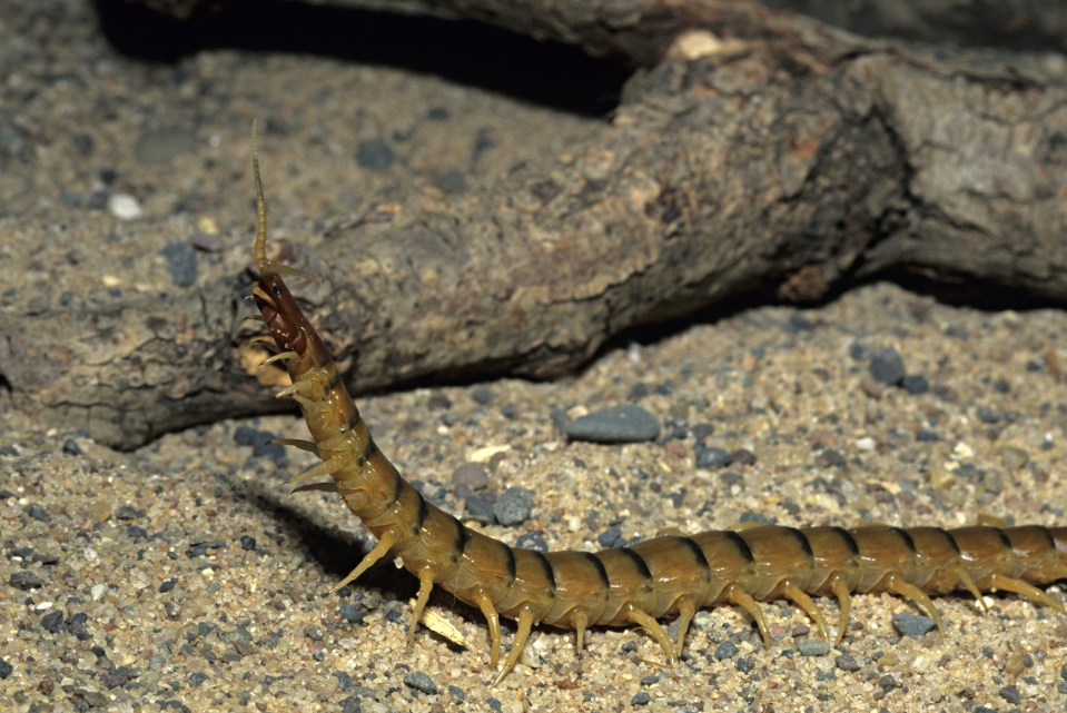 Another species of Scolopendra, which lives in California