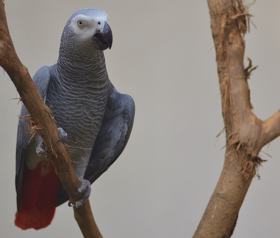 Ready for court . . Bud is an African Grey just like this bird