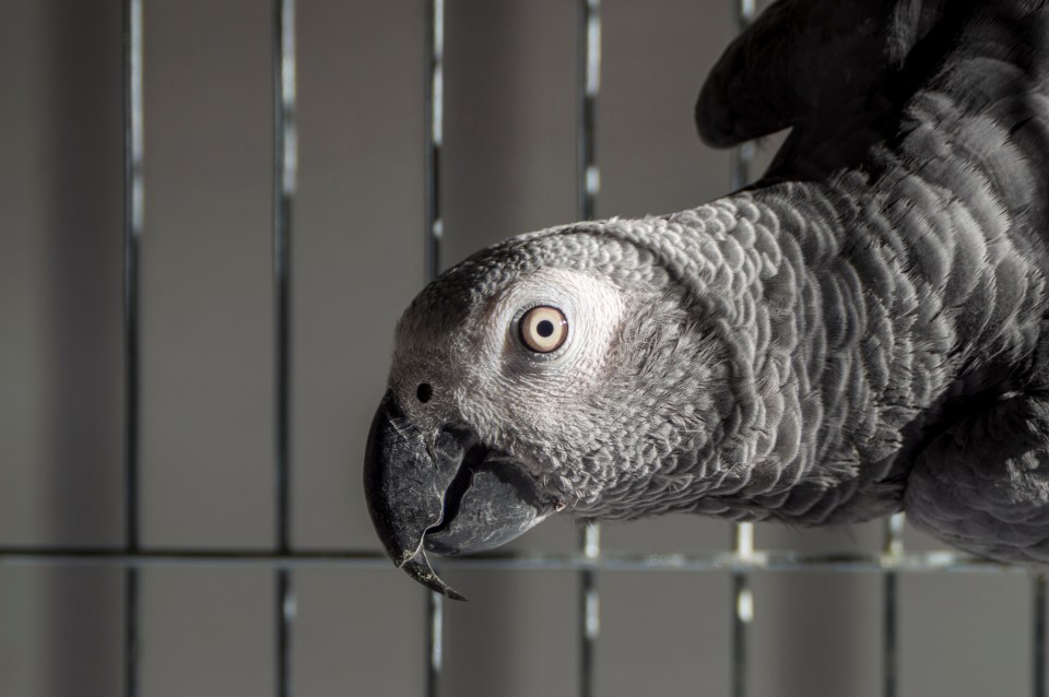 Nosey parrot has a habit of repeating swear words and rants