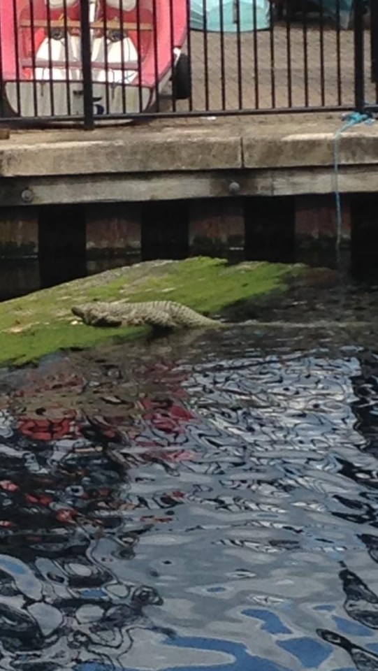 The 'scaly beast' was spotted on a rock in the Thames in Greenwich 