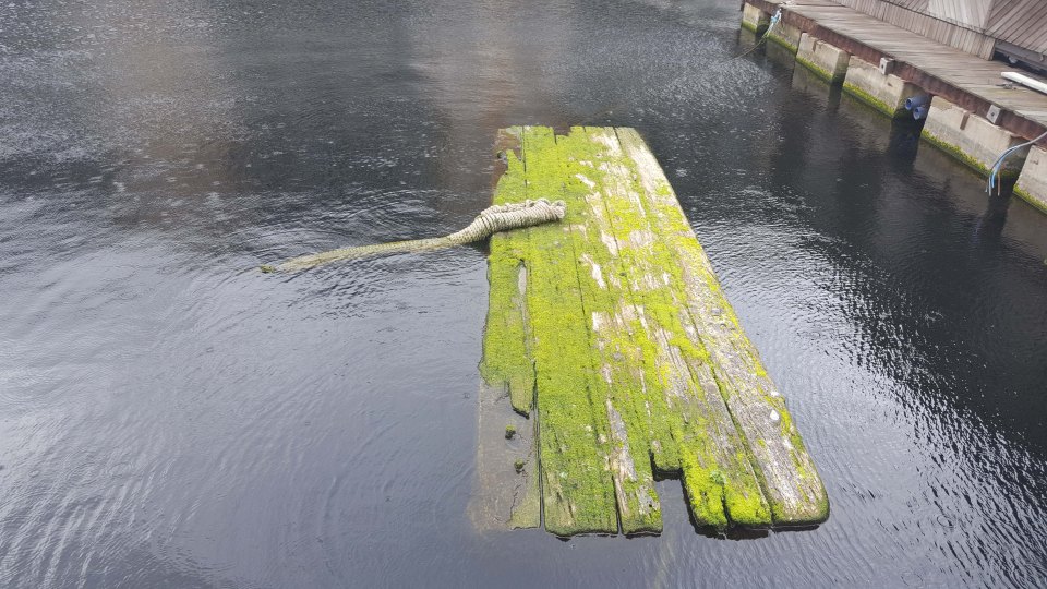 FERRARI PRESS AGENCY. Some old rope which looked like a crocodile had Londoner's panicking a sinister reptile was lurking in the water at Millwall Docks. Pictured: Authorities were relieved to discover it was just old rope. See Ferrari copy.
